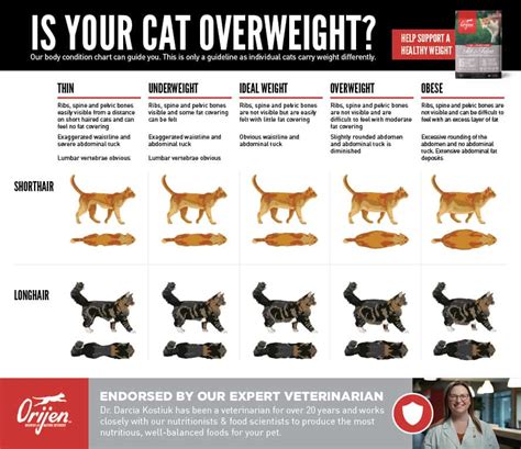 How To Know If Your Pet Is Overweight Orijen