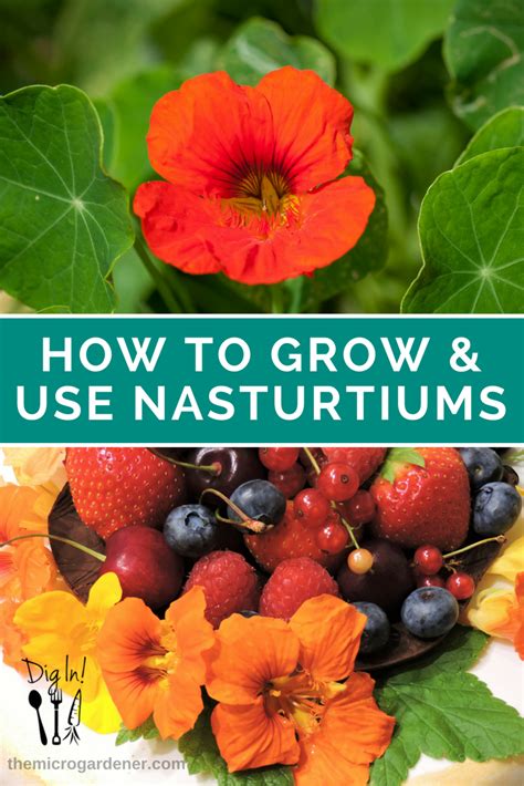 Eat your flowers1 best edible flowers, in my opinion, having grown them all myself! How to Grow & Use Nasturtiums | Edible garden, Growing ...