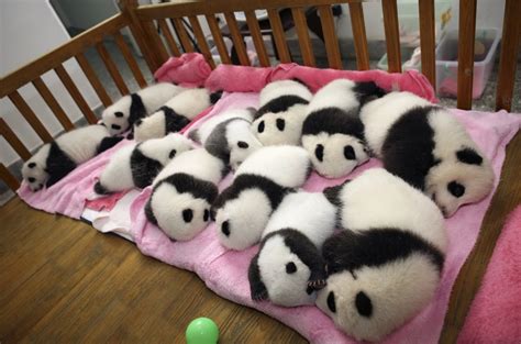 An educational app which prepares for preschool children. Cute baby pandas born in China (5 pics) | Amazing Creatures