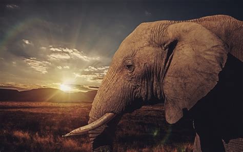 Savanna Elephant Sunset Wallpapers Animals And Birds Hd Desktop