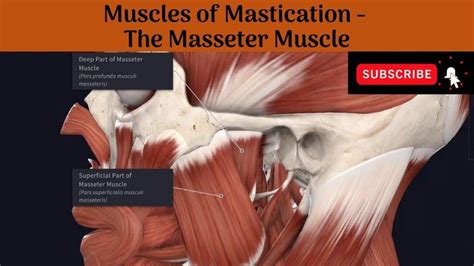 Masseter Muscle Origin Insertion Innervation Function Anatomy My Xxx Hot Girl