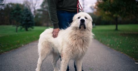 Great Pyrenees Guide Lifespan Size And Characteristics