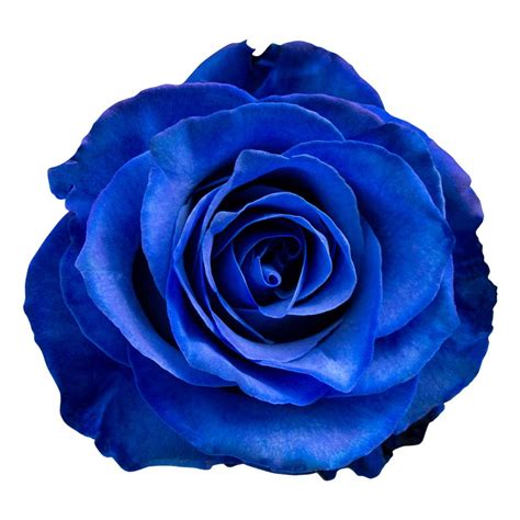 Free Delivery Premium Blue Tinted Roses Flowers Near Me Magnaflor