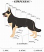 Anatomie des Hundes ⋆ Hunde
