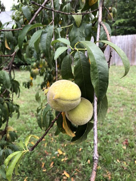 What Is This Fruit Tree In My Back Yard Homestead