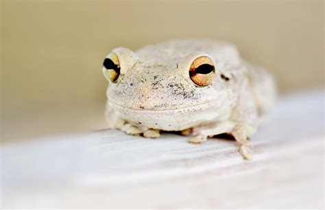 White Frog On White Surface · Free Stock Photo
