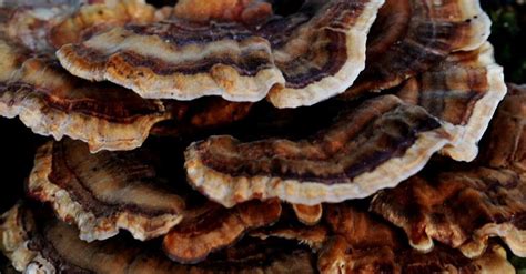 turkey tail mushroom side effects guided by mushrooms