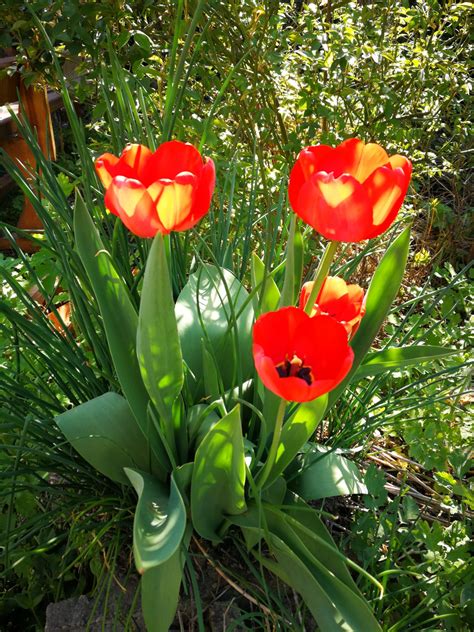 Free Images Red Tulips Spring Flower Nature Botany Petal