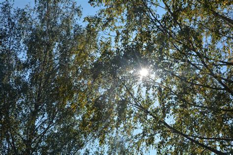 Autumn Leaves On Tree Tops With Sky And Sun Beams Stock Photo Image