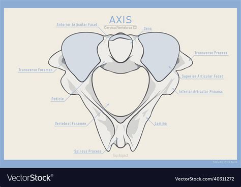 Anatomy Of The Second Cervical Vertebra Axis C2 Vector Image