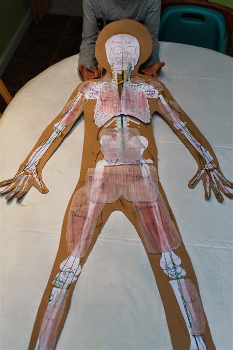 This is what happens in the body. You want to learn about What??: Human Anatomy-the Muscular System