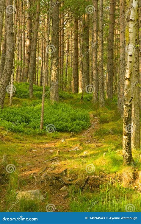 A Path Through The Pine Forest Stock Image Image Of Inviting