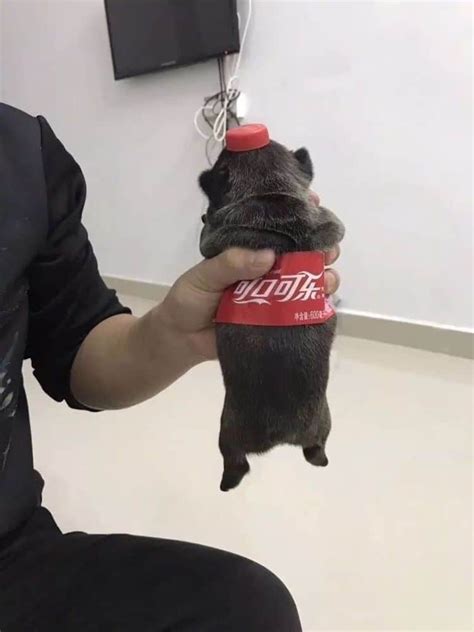 pet owners  creating dog cola  funny dog