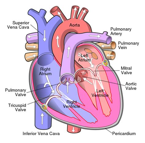 File:Diagram of the human heart (cropped).svg - Wikipedia