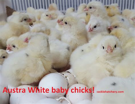Austra White White Egg Laying Chickens For Sale Cackle Hatchery