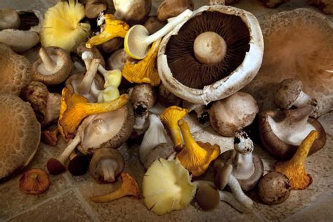 What Are The Easiest Mushrooms To Grow Top 5 With Guide Mushrooms