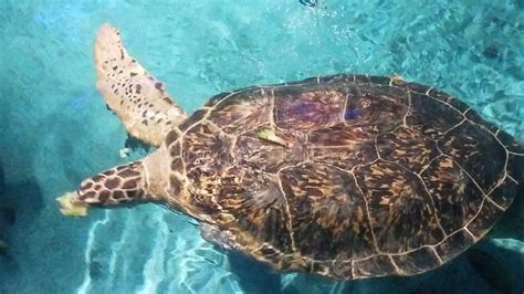 Sea Turtle In Aquarium Stock Photo Image Of United 160956528
