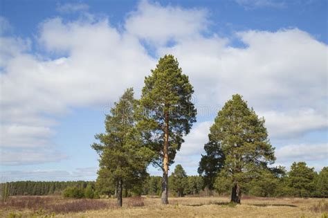 Landscape With Pine Trees With Blue Sky And Clouds Stock Image Image