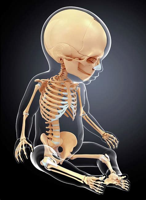 Babys Skeletal System Photograph By Pixologicstudio Fine Art America