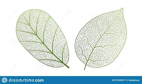 Leaf Vein Vector Texture Isolated Transparent Autumn Black Detail