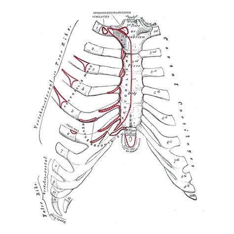 Sternum Blainecarly