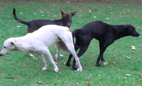 Por Qué Los Perros Se Quedan Pegados Cuando Se Cruzan Chile Gestion Municipal De Chile