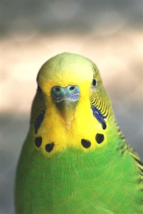 Parakeet Pictures