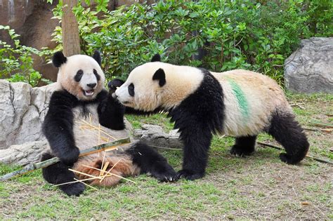 Tokyos Twin Giant Pandas Turn 2 The Japan Times