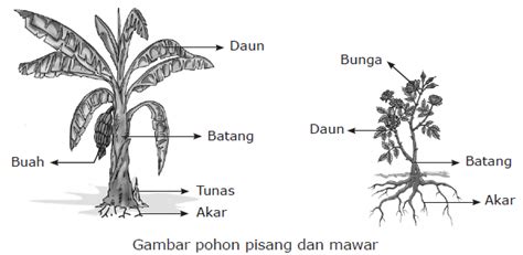 Bagian Tubuh Tumbuhan Pengertian