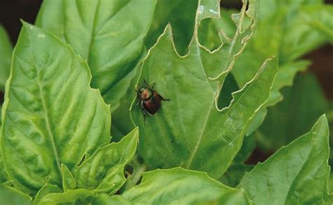 How To Control The Beetles That Damage The Garden Finegardening