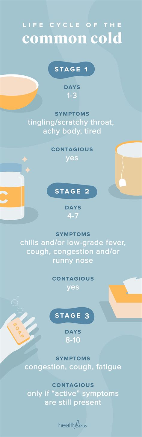 A Look At The Life Cycle Of A Cold