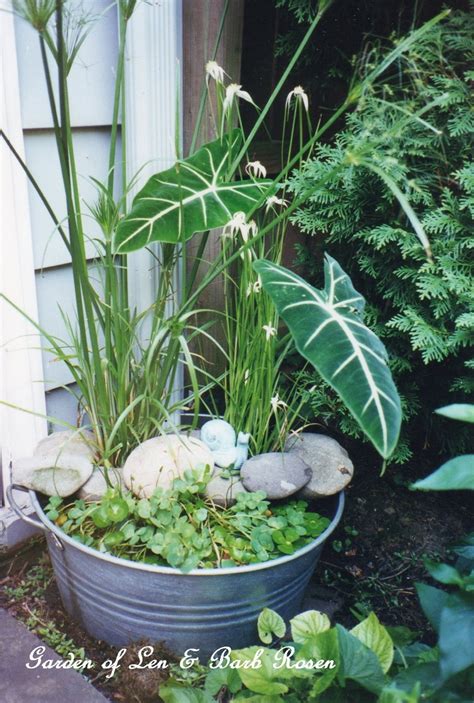 Diy ~ Create Your Own Water Garden In A Container Our