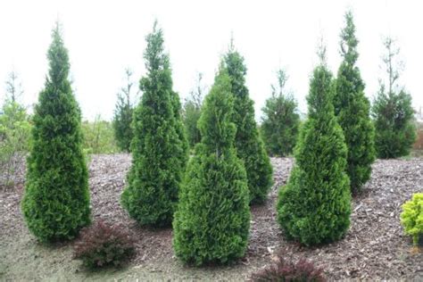 Arborvitae Proven Winners® North Pole® 1 Pc Perennials Shop
