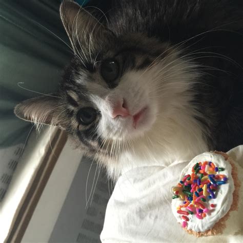 Made Cupcakes For My Cats Birthday Showed Him One So He Could Taste