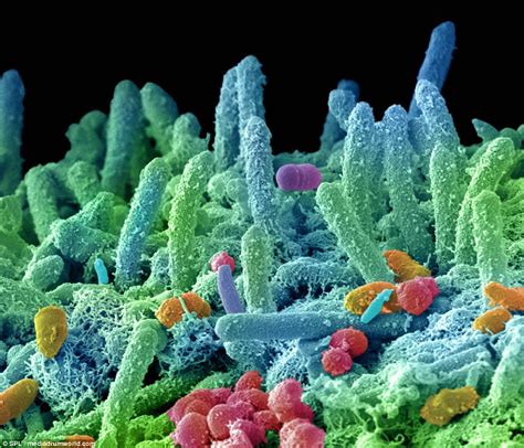 Germ Cells Under A Microscope