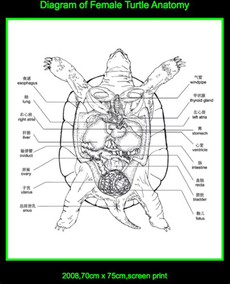 Turtle Anatomy Diagram Redesign Of Reproductive System For Non Mammals Ongoing Project