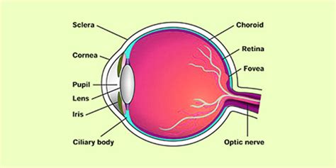 Structure Of Eye External And Internal Structure Of The Eyes