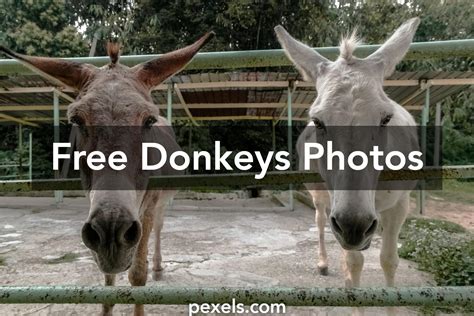 20 Amazing Donkeys Photos · Pexels · Free Stock Photos