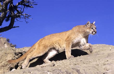 Hikers Have Close Call With Mountain Lion In California Park Video