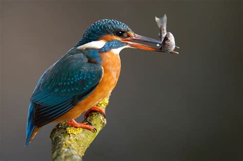 The Kingfisher Bird | Beauty Of Bird