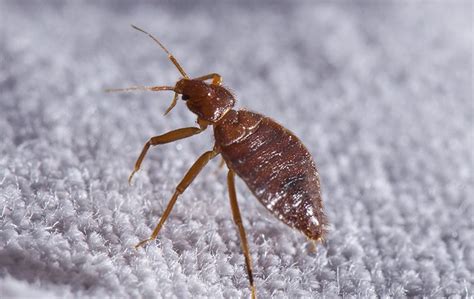 Blog How To Not Let The Bed Bugs Bite Greenville Sc Exterminators