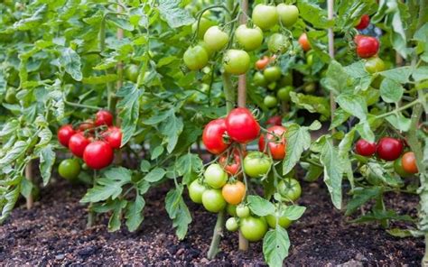 Most Disease Resistant Tomato Varieties To Fight Blight And Other Diseases