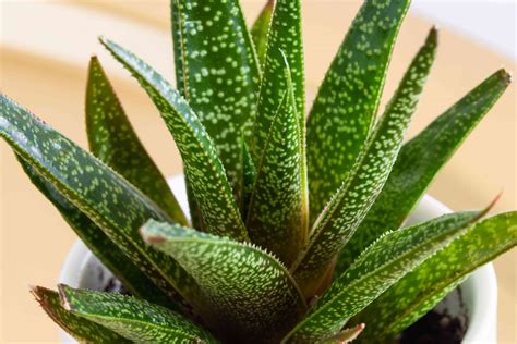 9 Varieties Of Succulent Plants For Indoor Growing