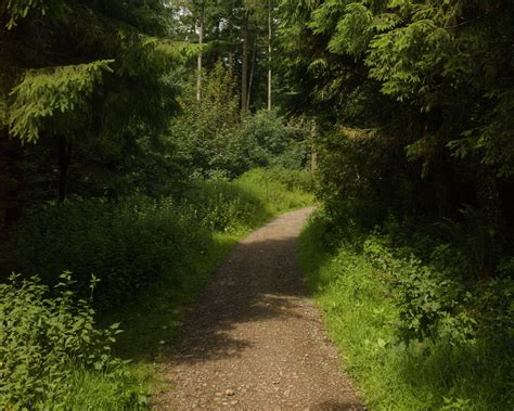 Download Wallpaper 1280x1024 Forest Trees Path Landscape Nature