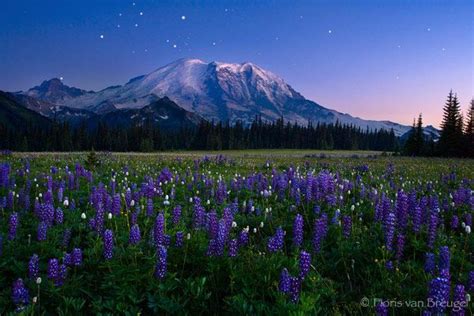 Mount Rainier Meadow Flowers Mount Rainier With Spring Lupine Flowers