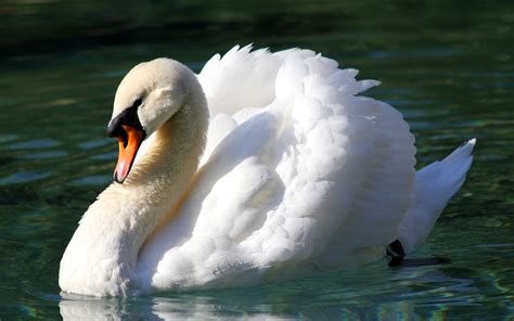 Mute Swan Hd Wallpaper Background Image 2560x1600 Id