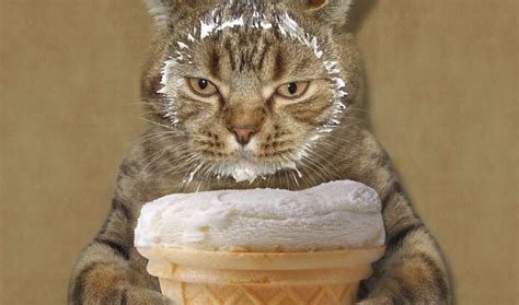 Can Cat Eat Ice Cream Is Eating Ice Cream Safe For Cats Revealed