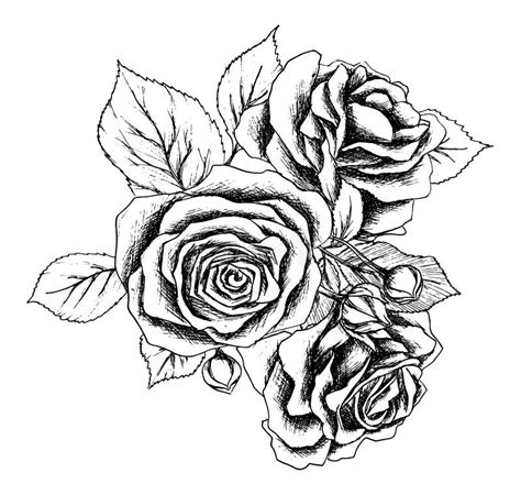 Beautiful Monochrome Black And White Rose Isolated On White Background