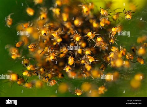 A Nest Of Tiny Yellow And Black Garden Spiders In An English Garden