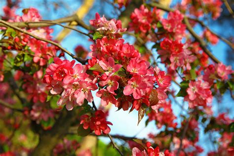 10 Stunning Red Flowering Shrubs Garden Lovers Club